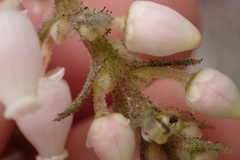Arctostaphylos glandulosa