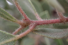 Arctostaphylos glandulosa