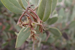 Arctostaphylos glandulosa