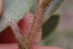 Arctostaphylos glandulosa