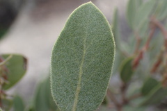 Arctostaphylos glandulosa