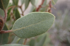 Arctostaphylos glandulosa