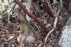 Arctostaphylos glandulosa