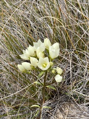 Gentianella