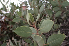 Arctostaphylos glandulosa