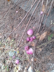 Symphoricarpos × chenaultii
