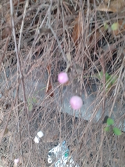 Symphoricarpos × chenaultii