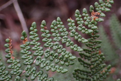 Myriopteris clevelandii