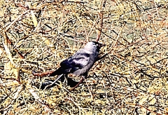 Corvus monedula spermologus