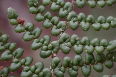 Myriopteris clevelandii