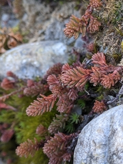 Sedum morrisonense