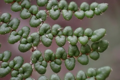 Myriopteris clevelandii