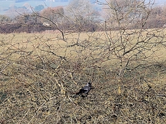 Corvus monedula spermologus