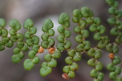 Myriopteris clevelandii