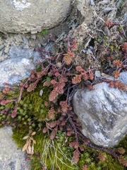 Sedum morrisonense