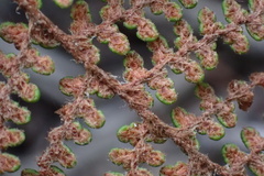 Myriopteris clevelandii