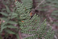 Myriopteris clevelandii