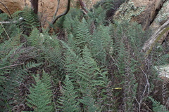 Myriopteris clevelandii