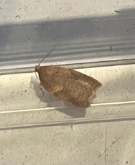 Acleris sparsana