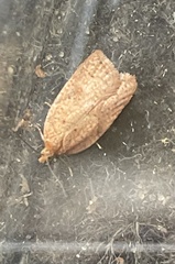 Acleris sparsana