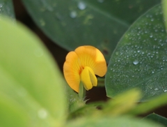 Arachis hypogaea