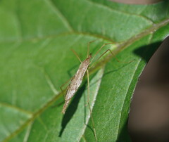 Conosia irrorata