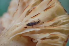 Entomobryinae