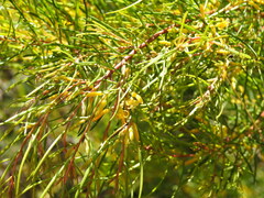 Persoonia juniperina