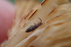 Entomobryinae