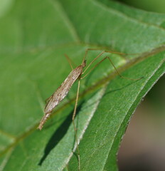 Conosia irrorata