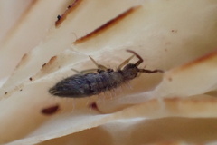 Entomobryinae
