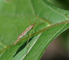 Conosia irrorata