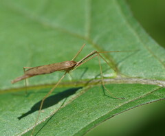 Conosia irrorata