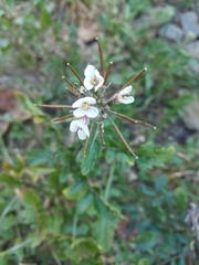 Diplotaxis erucoides