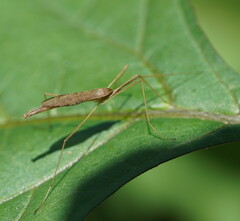 Conosia irrorata