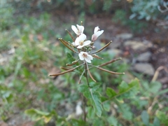 Diplotaxis erucoides