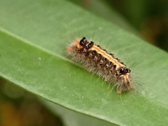 Orvasca subnotata