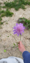 Knautia arvensis