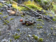 Diadophis punctatus vandenburgii