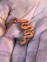 Diadophis punctatus vandenburgii