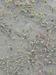 Ludwigia adscendens