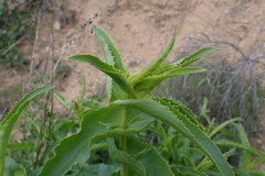 Penstemon spectabilis