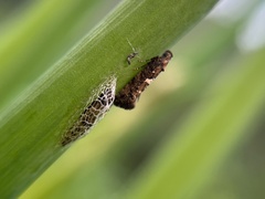 Acrolepiopsis sapporensis