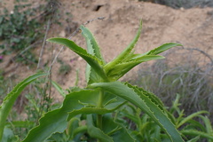Penstemon spectabilis
