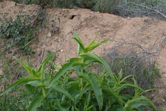 Penstemon spectabilis