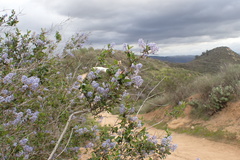 Ceanothus tomentosus olivaceus
