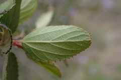 Ceanothus tomentosus olivaceus