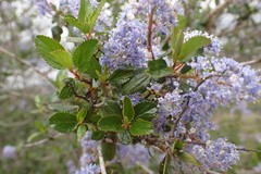 Ceanothus tomentosus olivaceus