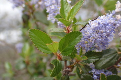 Ceanothus tomentosus olivaceus