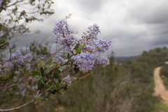 Ceanothus tomentosus olivaceus